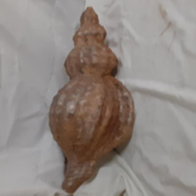 Rental store for SHELL, PAPER MACHE CONCH in Roanoke VA