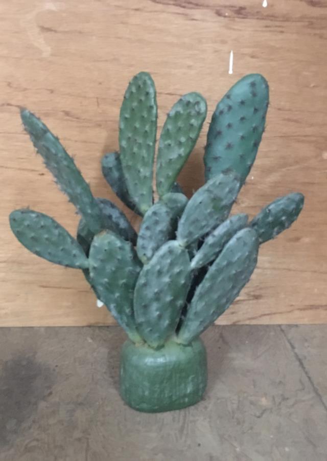 Rental store for CACTUS, SMALL ROUND in Roanoke VA
