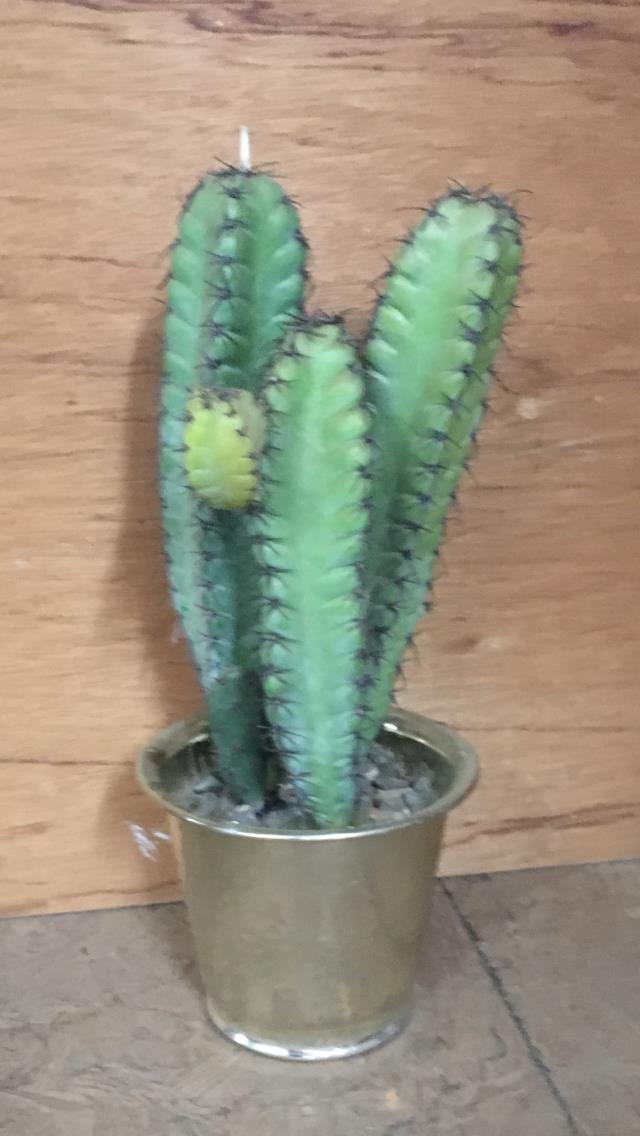 Rental store for CACTUS, 19  PRICKLY in Roanoke VA