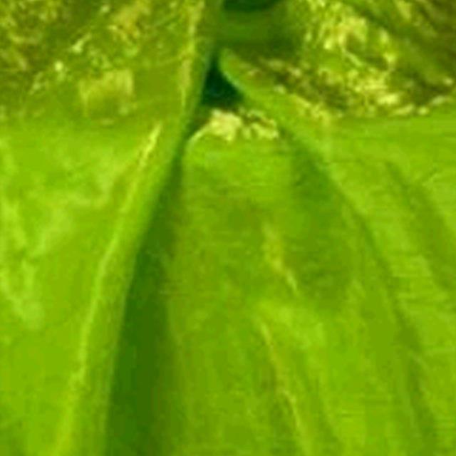 Rental store for IRIDESCENT GREEN LINENS in Roanoke VA